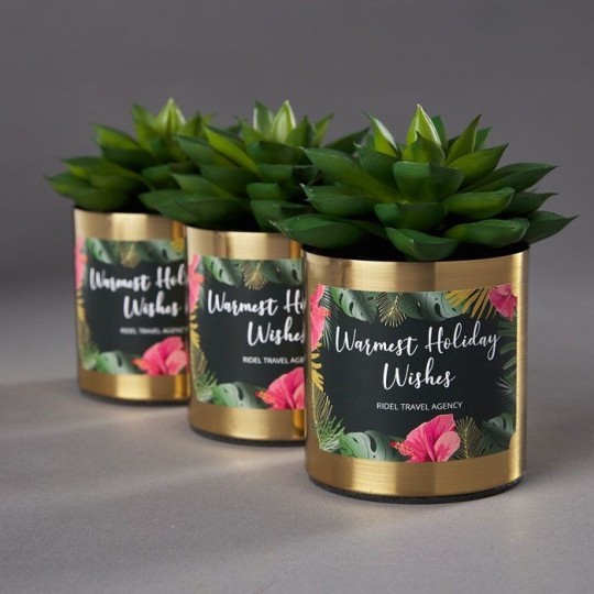 Három arany szélű kaspóban lévő szukkulens növény, mindegyiken „Legmelegebb ünnepi jókívánságok” feliratú címke.