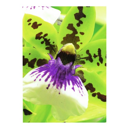 C2552-50 4004182244173 Papier Foto Premium 250g Matt Orchidee part