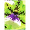 C2552-50 4004182244173 Papier Foto Premium 250g Matt Orchidee part